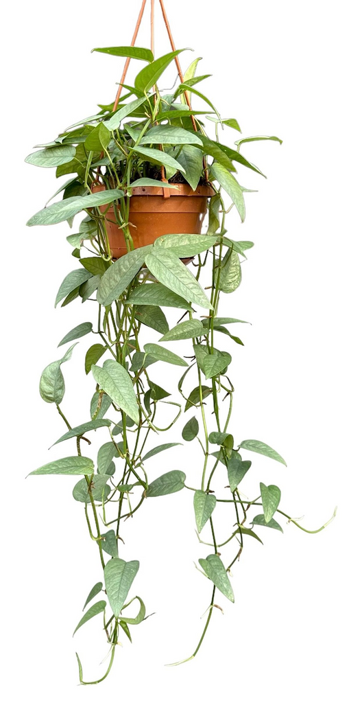 Epipremnum pinnatum 'Marble Planet' hanging plant